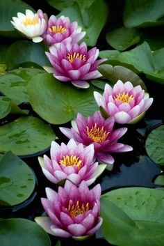 three pink water lilies floating on top of green leaves