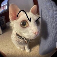 a white cat sitting on top of a carpet covered floor