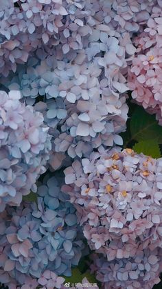 purple flowers with green leaves in the background