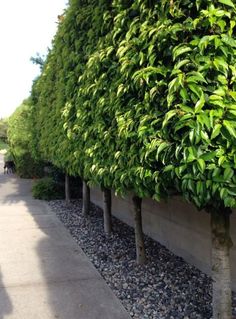 several trees lined up along the side of a road next to a sidewalk with gravel and rocks