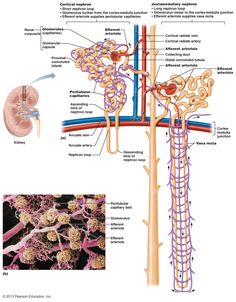 the structure of an organ and its functions in this image are labeled below, including