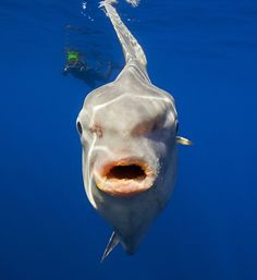 a large white fish with its mouth open in the water next to a scuba diver