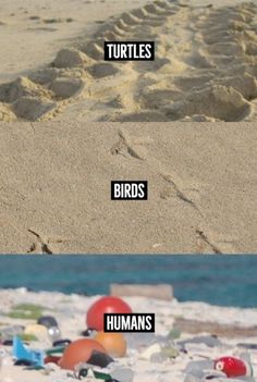 there are many different types of birds in the sand