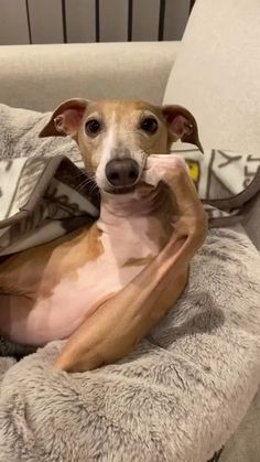 a dog is sitting in a chair with his paws on the pillow and looking at the camera