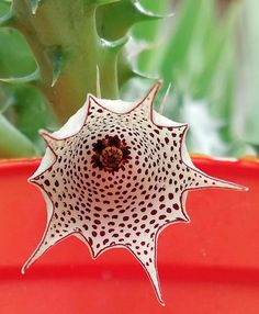 a close up of a flower in a pot