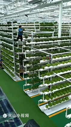 an indoor greenhouse with rows of green plants and workers working on the shelves in front of them