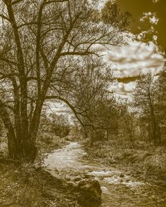 a stream running through a forest filled with trees