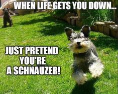 a dog is running in the grass with its mouth open and it says, when life gets you down just pretend you're a schnauzer