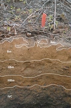 the soil is covered with thin white lines