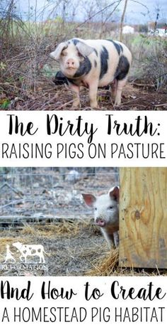 the dirty truth raising pigs on pasture and how to create a homesead pig habitat