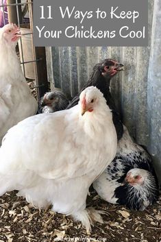 chickens in a coop with text overlay that reads 11 ways to keep your chickens cool