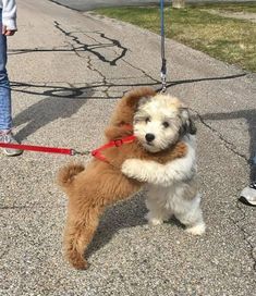 a small brown and white dog on a leash