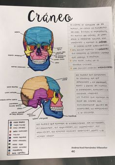 a diagram of the human skull and its major bones, including the cranies