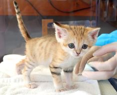 a small orange kitten standing on top of a white towel next to a persons hand