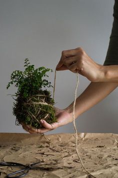 a person holding a potted plant on top of a table