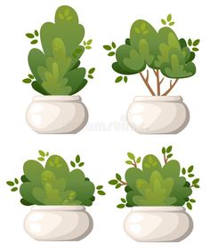 four potted plants with green leaves in them on white background stock photo - 7879