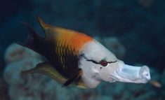 an orange and white fish swimming in the ocean