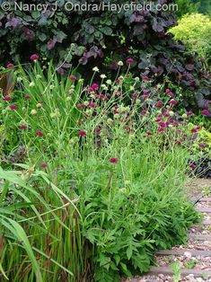 the garden is full of flowers and plants