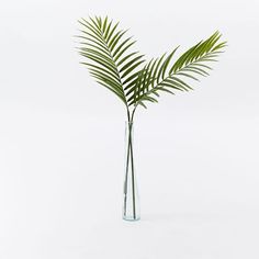 a tall glass vase with a palm tree in it's center, on a white background