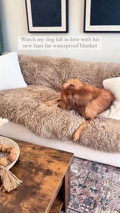 a brown dog laying on top of a couch