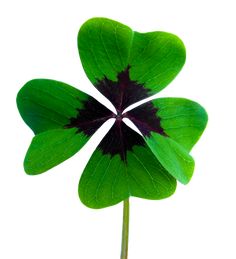 a four leaf clover is shown on a white background