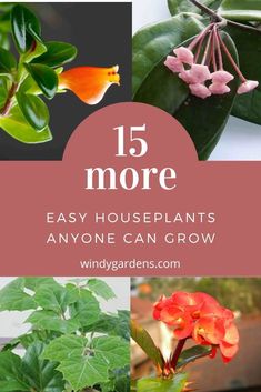 flowers and plants with the words 15 more easy houseplants anyone can grow on them