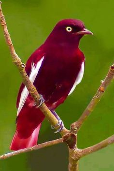 a red and white bird sitting on top of a tree branch