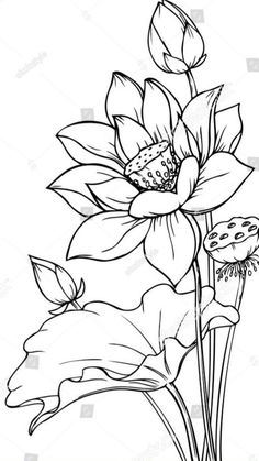 a black and white drawing of flowers on a white background stock photo, flower line art,