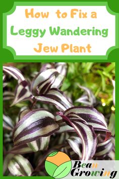 how to fix a leggy wandering jew plant with purple and white stripes on it