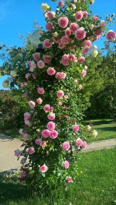 pink roses are growing up the side of a pole in front of some grass and trees