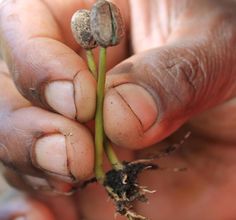 a person holding a plant in their hands with dirt on the ground and soil around it