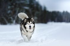 a husky dog running through the snow with trees in the background