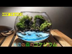 a fish bowl filled with water and plants