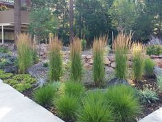 an outdoor garden with lots of plants and rocks