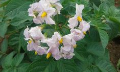 some white and yellow flowers are blooming in the garden