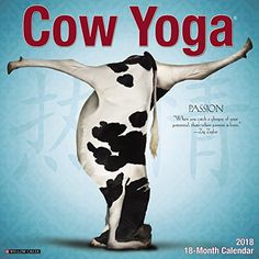 a cow is doing yoga in front of a blue background with the words cow yoga on it