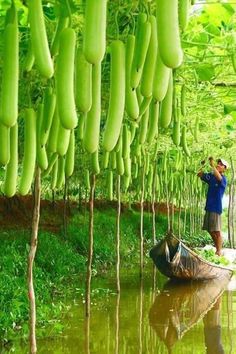 there is a man that is standing in the water with some bananas hanging from the trees