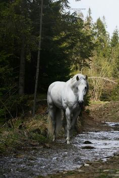 a white horse standing in the middle of a stream with trees behind it and water running down the side