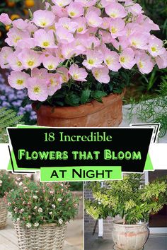 flowers that bloom at night in the garden are easy to grow and can be used indoors