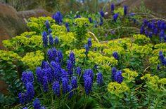 blue and yellow flowers are growing in the grass near large rocks, which also have green leaves on them