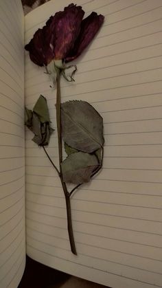 an open notebook with a dried flower on it