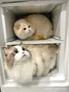 two cats sitting on top of each other in a white refrigerator with the door open