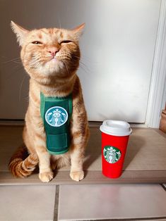 an orange cat sitting next to a starbucks cup