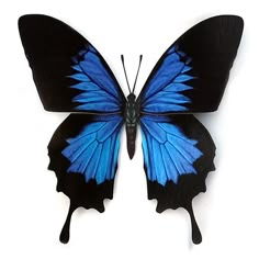 a blue and black butterfly on a white background