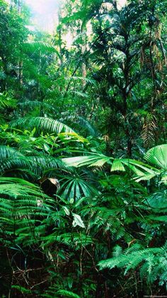 the jungle is full of green plants and trees