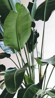 a large green plant with lots of leaves