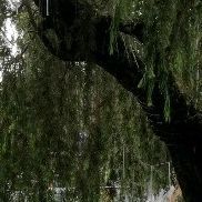 a large tree with lots of green leaves