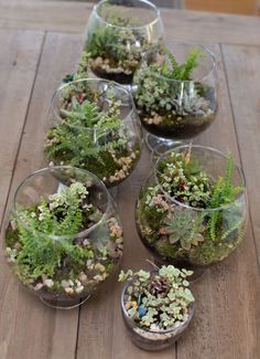 several glass bowls filled with plants on top of a wooden table