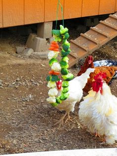 two chickens standing next to each other on the ground with food hanging from their necks