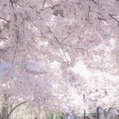 a woman sitting on a bench under a tree with pink flowers in the park during the day